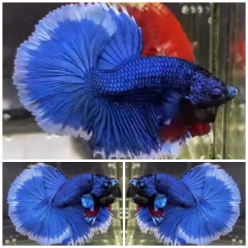 Blue Butterfly