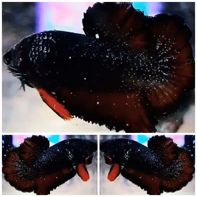 Top Avatar Glitter