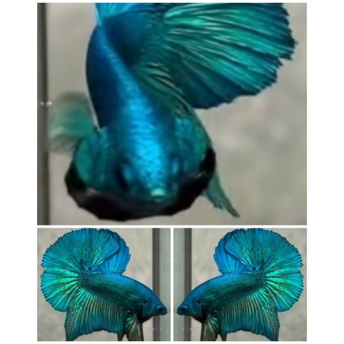 Green Turquoise HMPK