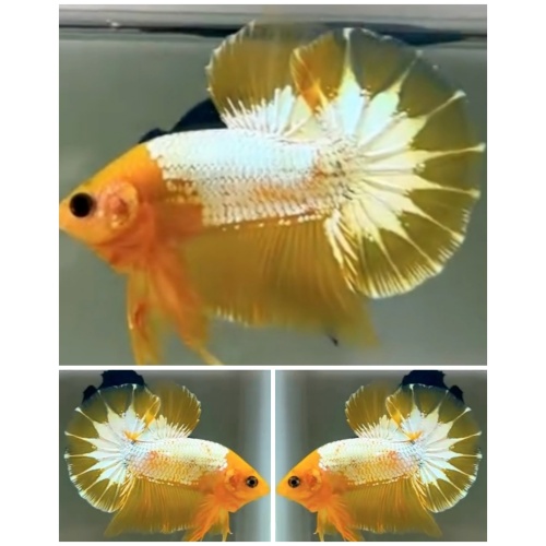 Yellow Head Star Tail HMPK