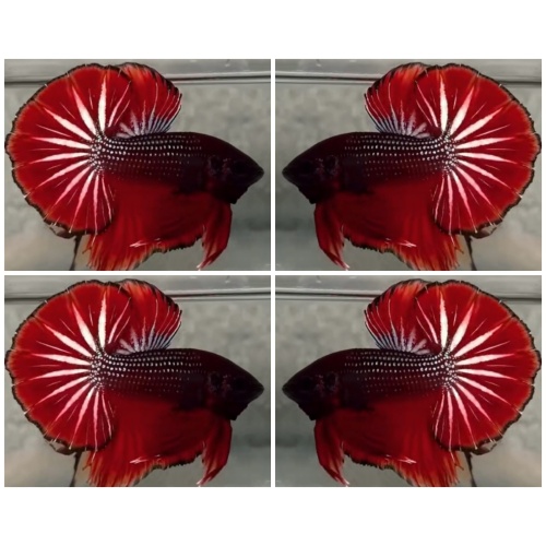 Red Copper OHMPK