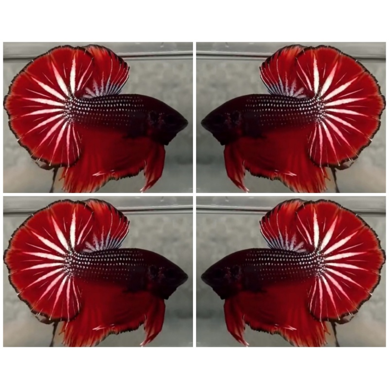 Red Copper OHMPK