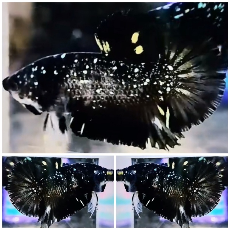 Young Black Nebula