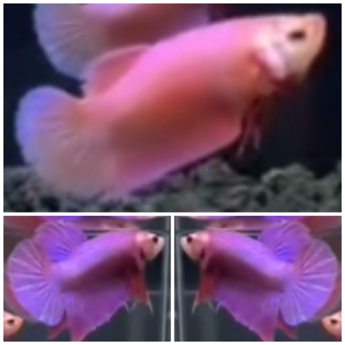 Pair Pink & Purple Aurora