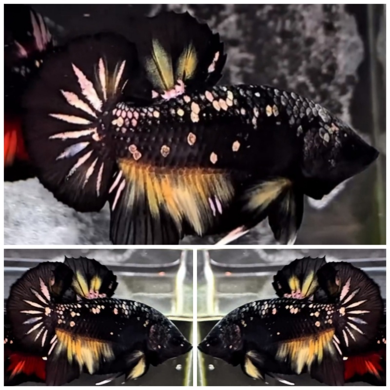 Avatar Yellow Copper Star Tail