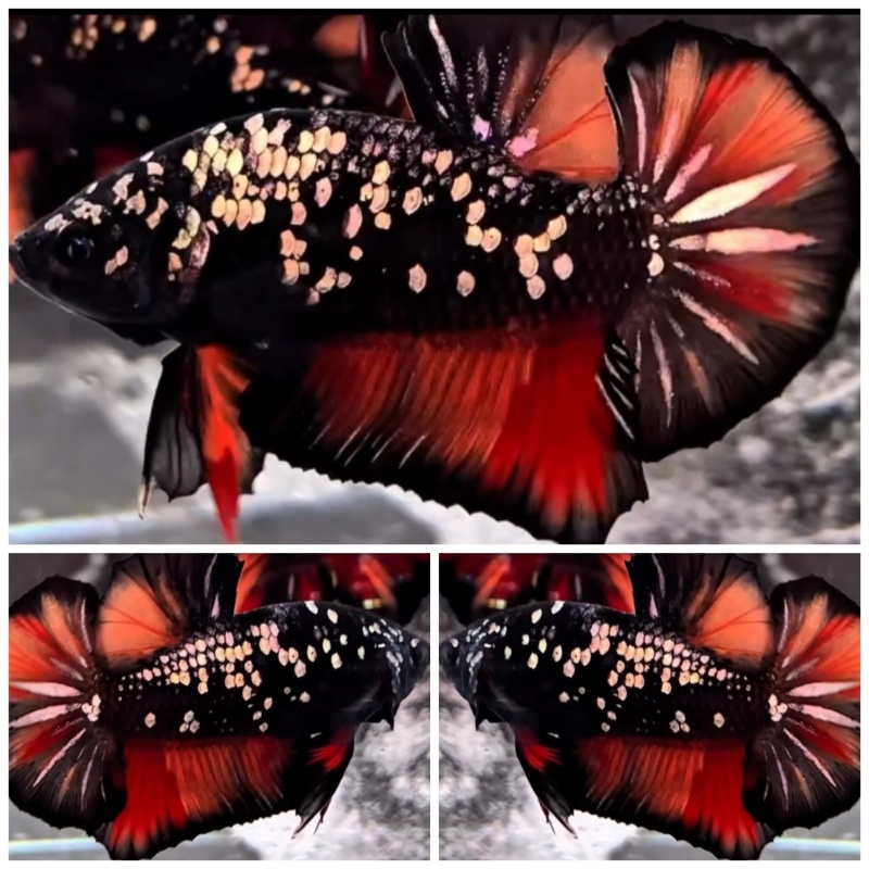Avatar Nemo Copper