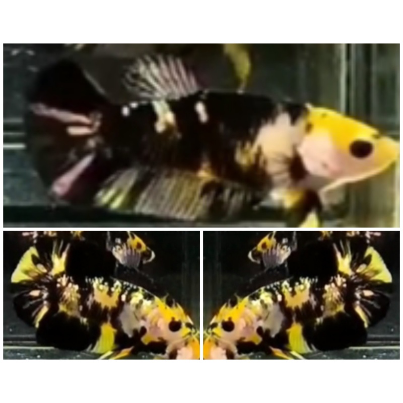 Pair Yellow Black Copper