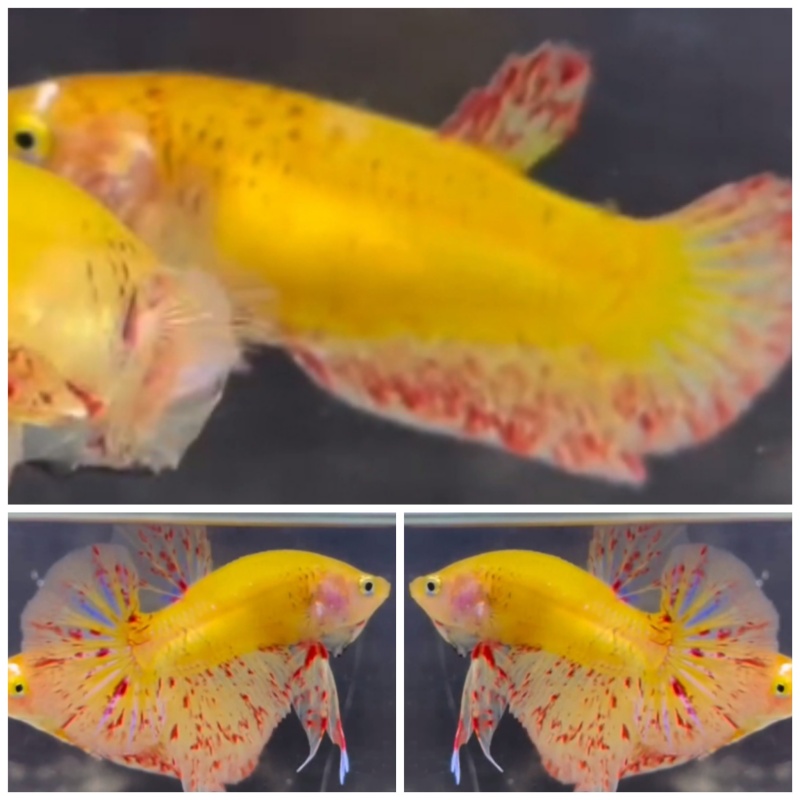 Pair Yellow Vandas