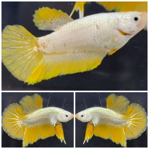 Pair Yellow Dragon Snow