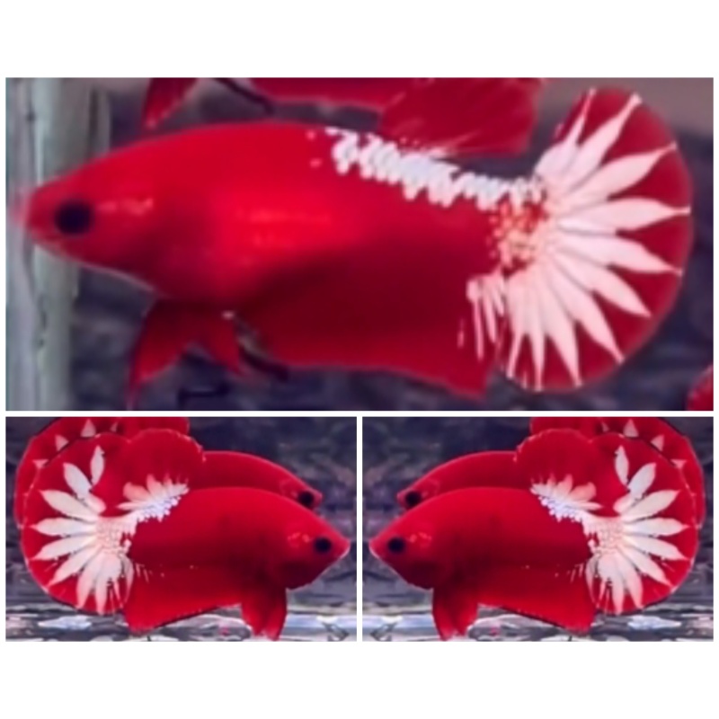 Pair Red Star Tail