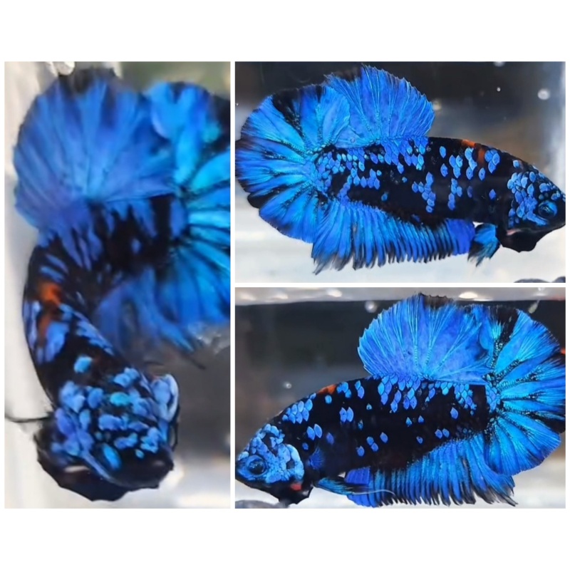 Avatar Gordon
