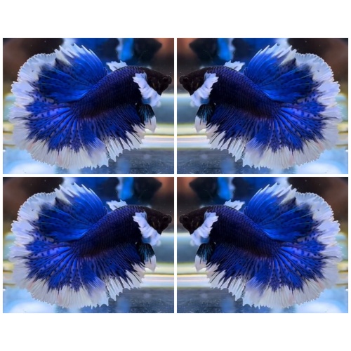 Wonderful Blue Butterfly