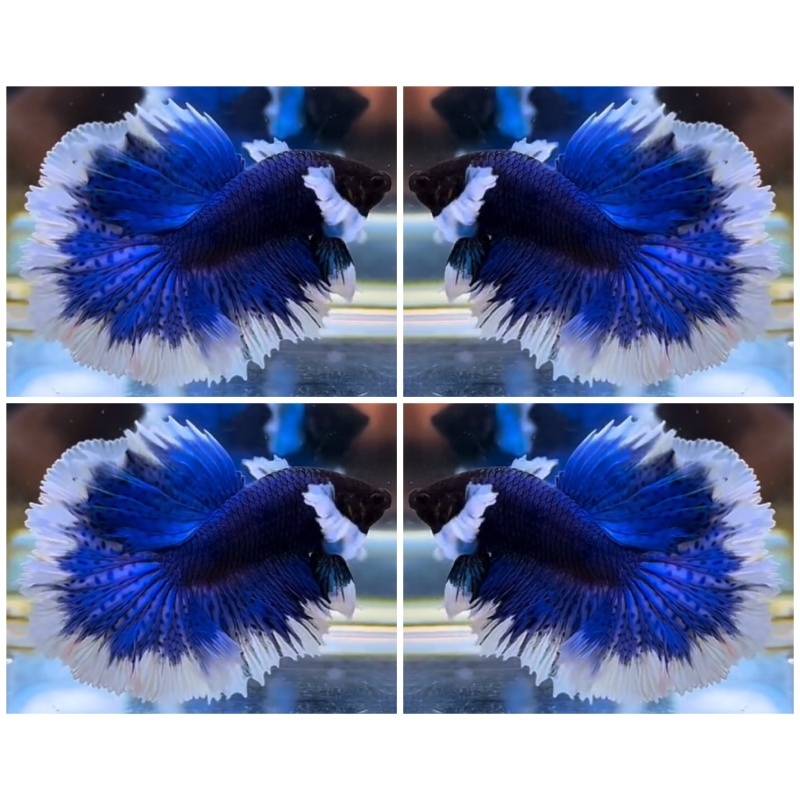 Wonderful Blue Butterfly
