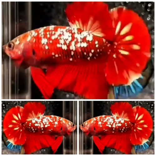 Red Galaxy