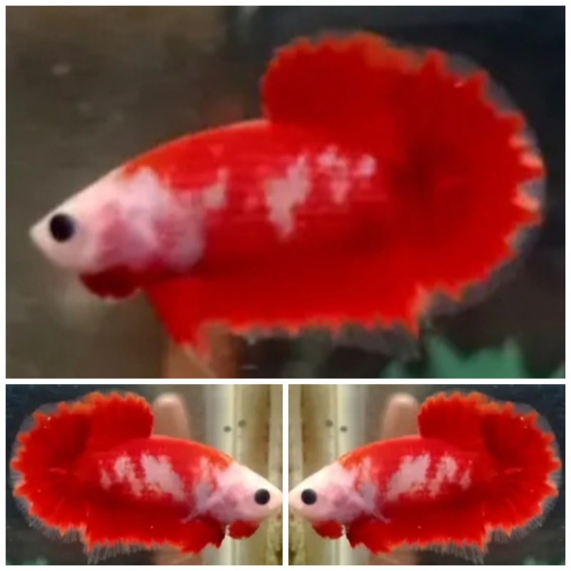 Red Casper