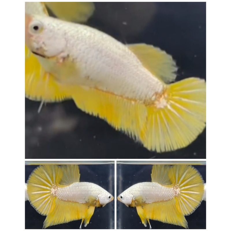 Pair Yellow Dragon Snow
