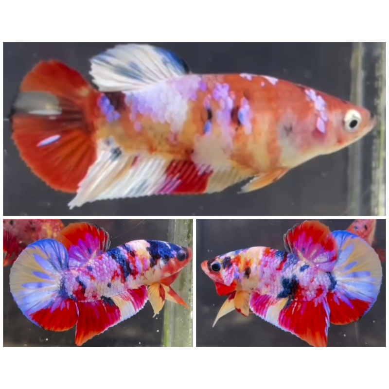 Pair Multicolour
