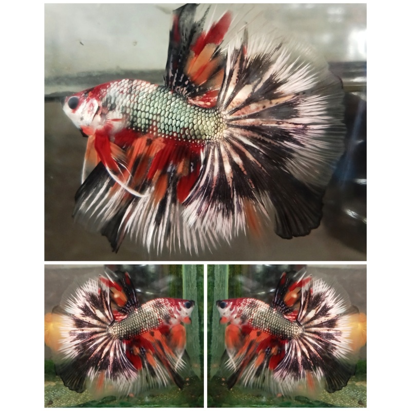 Best Fancy Copper