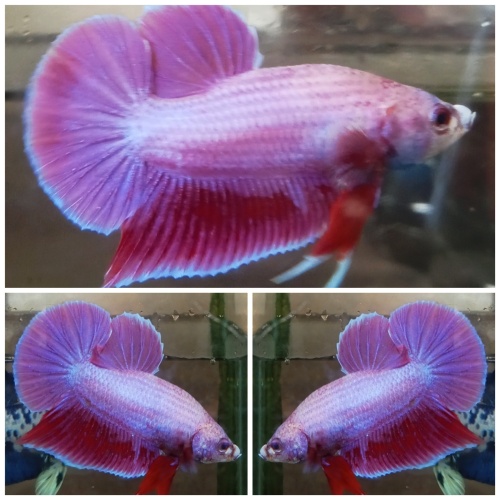Purple Aurora