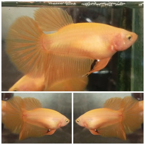 Female Yellow HMPK