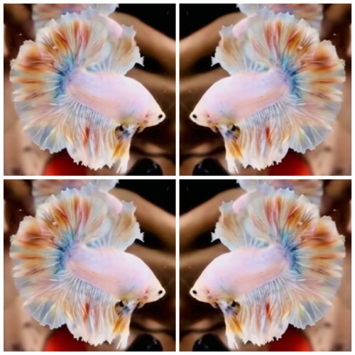 Fancy King Rose Tail #1