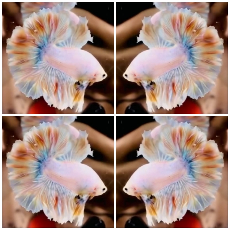 Fancy King Rose Tail #1