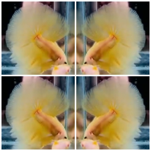 Yellow Banana