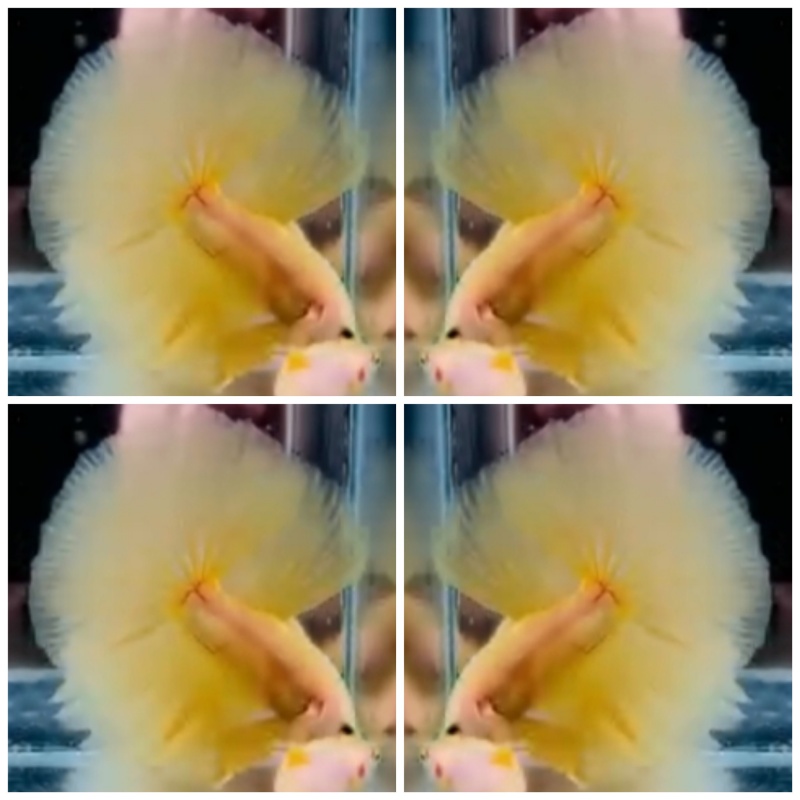 Yellow Banana