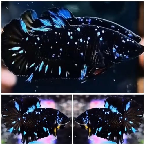 Young Pair Black Star Galaxy