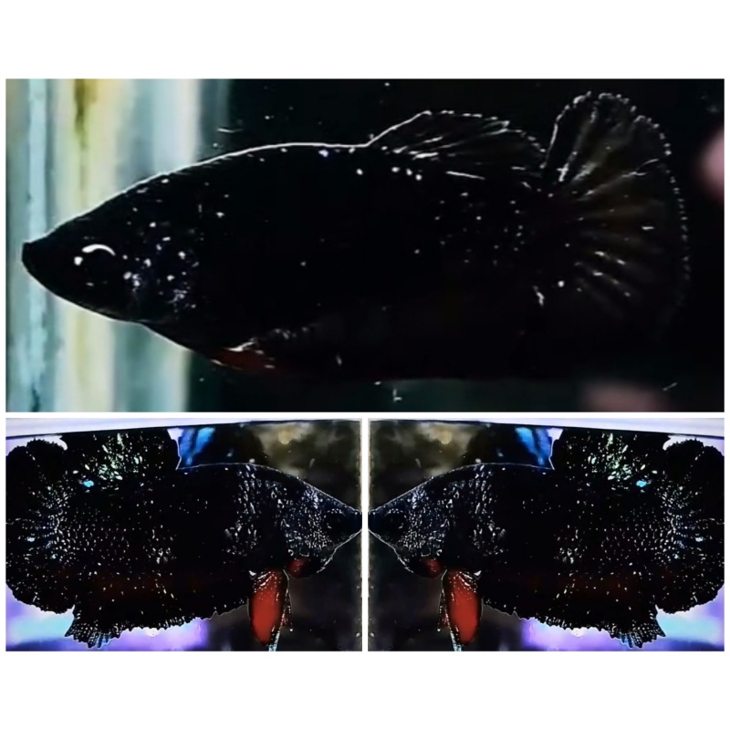 Young Pair Black Glitter