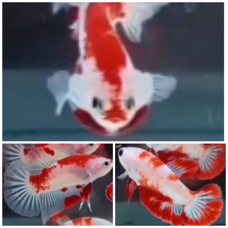 Pair Red Casper