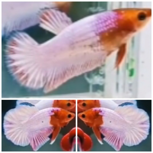 Pair White Scale