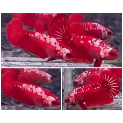 Pair Red Samurai