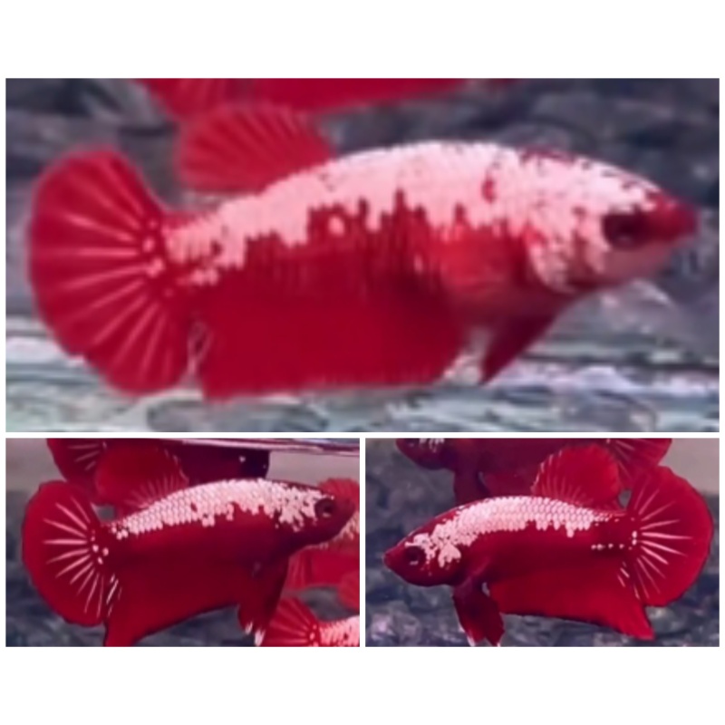 Pair Red Samurai