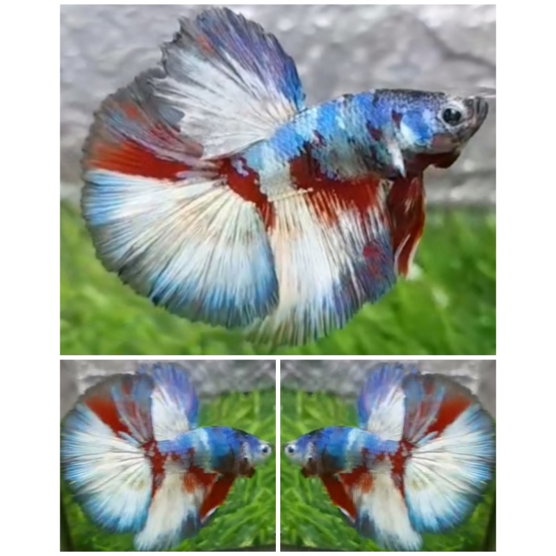 Sweet Colour HM