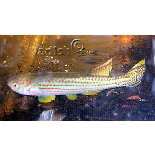Fundulopanchax oeseri Bioko pair