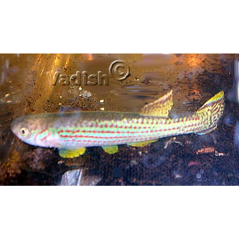 Fundulopanchax oeseri Bioko pair