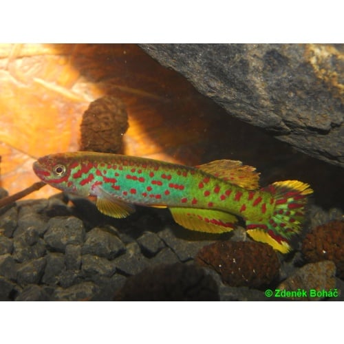 Fundulopanchax scheeli +30 eggs