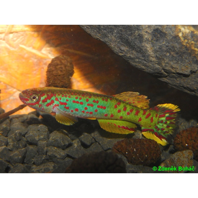 Fundulopanchax scheeli +30 eggs