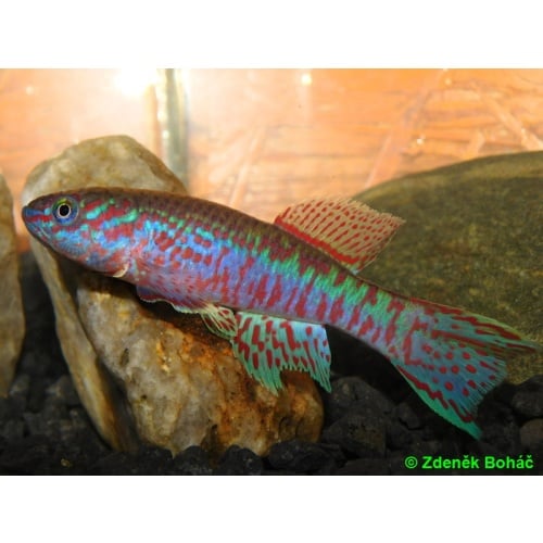 Fundulopanchax sjoestedti Funge ADL 13/39 +30 eggs