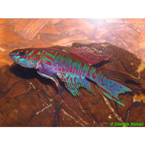 Fundulopanchax sjoestedti Loe +30 eggs