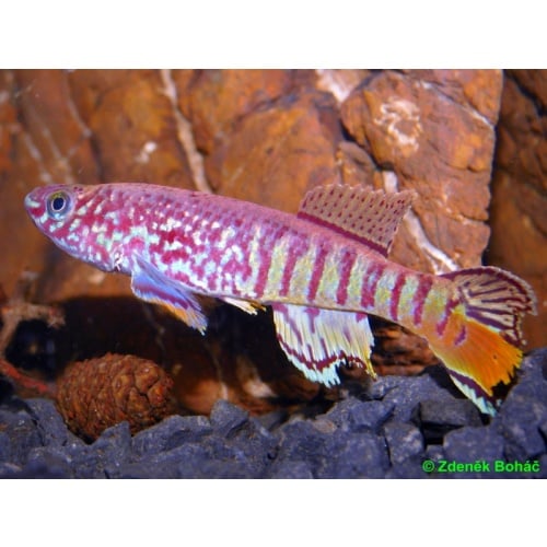 Fundulopanchax sjoestedti Niger Delta +30 eggs