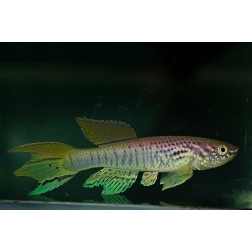 Fundulopanchax sjoestedti Oteri Delta +30 eggs