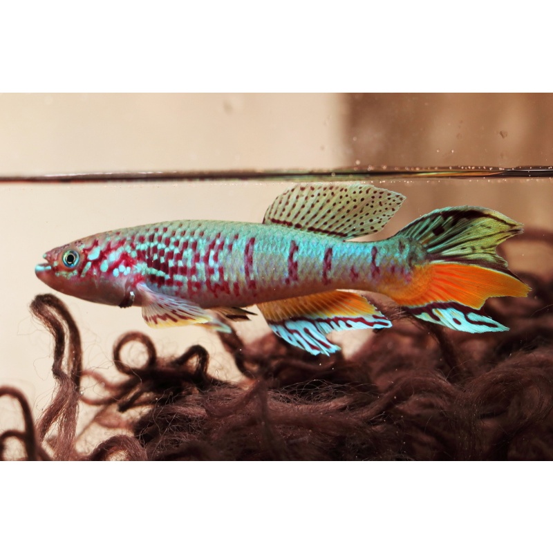 Fundulopanchax sjoestedti Warri +25 eggs