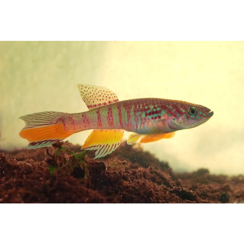 Fundulopanchax sjoestedti Red Dwarf +30 eggs