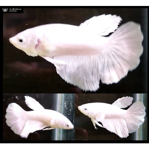 FEMALE HALFMOON WHITE OPAQUE!! #1 (Shipping Cost Included in Price)