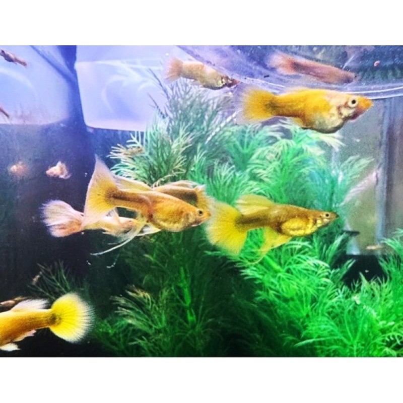 Full Gold Guppies - Pairs