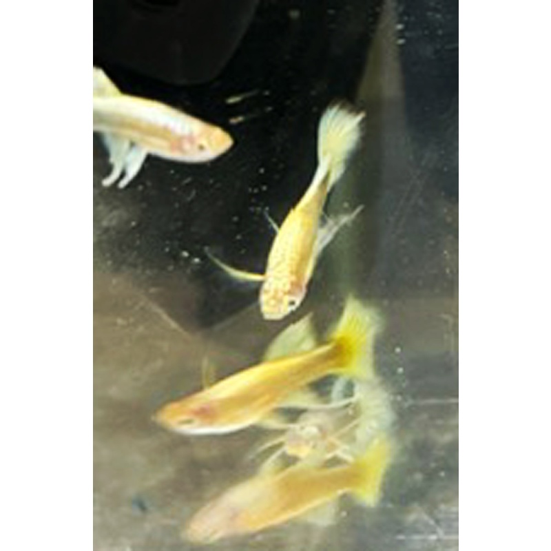 Full Gold Guppies - Pairs