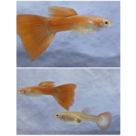 Full Red Guppies