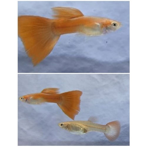 Full Red Guppies